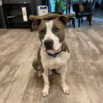 ホテルの看板犬・アメリカンピットブル