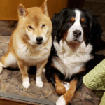 ホテルの看板犬・柴犬とバーニーズ１