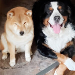 ホテルの看板犬・柴犬とバーニーズ２