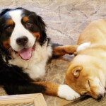 ホテルの看板犬・柴犬とバーニーズ３